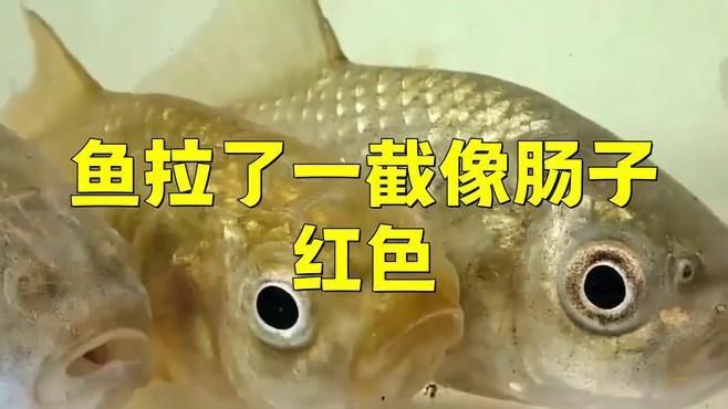 龍魚拉血了要警惕四種病