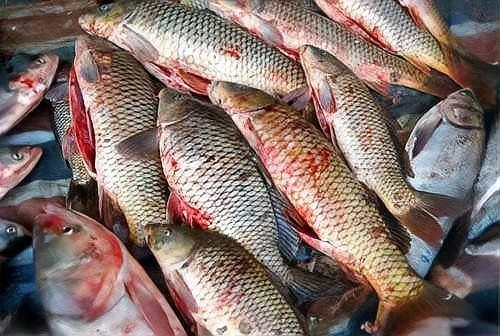 龍魚拉血了要警惕四種病