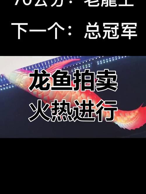 金龍魚拍賣紀錄