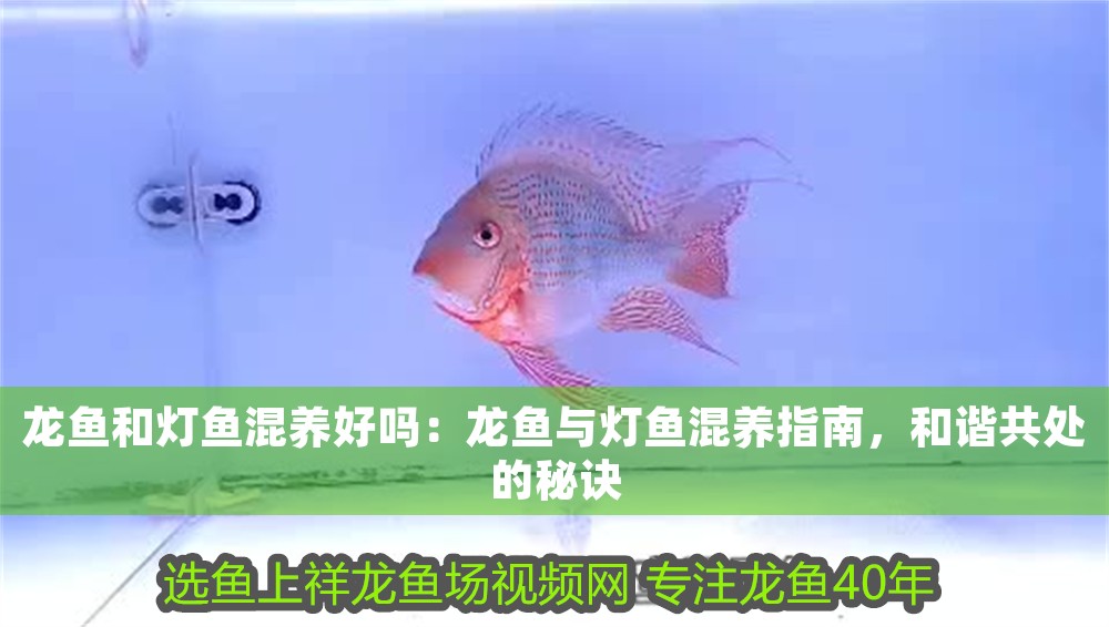 龍魚和燈魚混養(yǎng)好嗎：龍魚與燈魚混養(yǎng)指南，和諧共處的秘訣