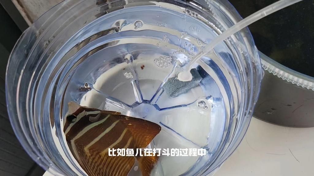 魚蒙眼是什么原因