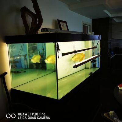 龍魚炒作：龍魚炒作是一個復雜的現象