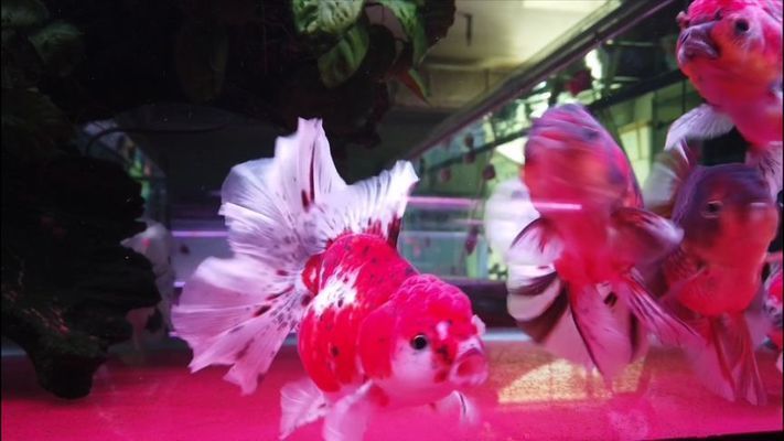 龍魚炒作：龍魚炒作是一個復雜的現象