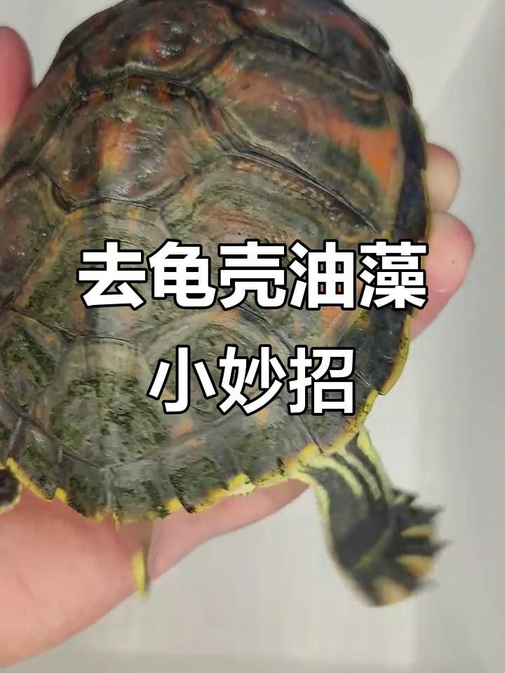 如何安全地給龍龜清潔？