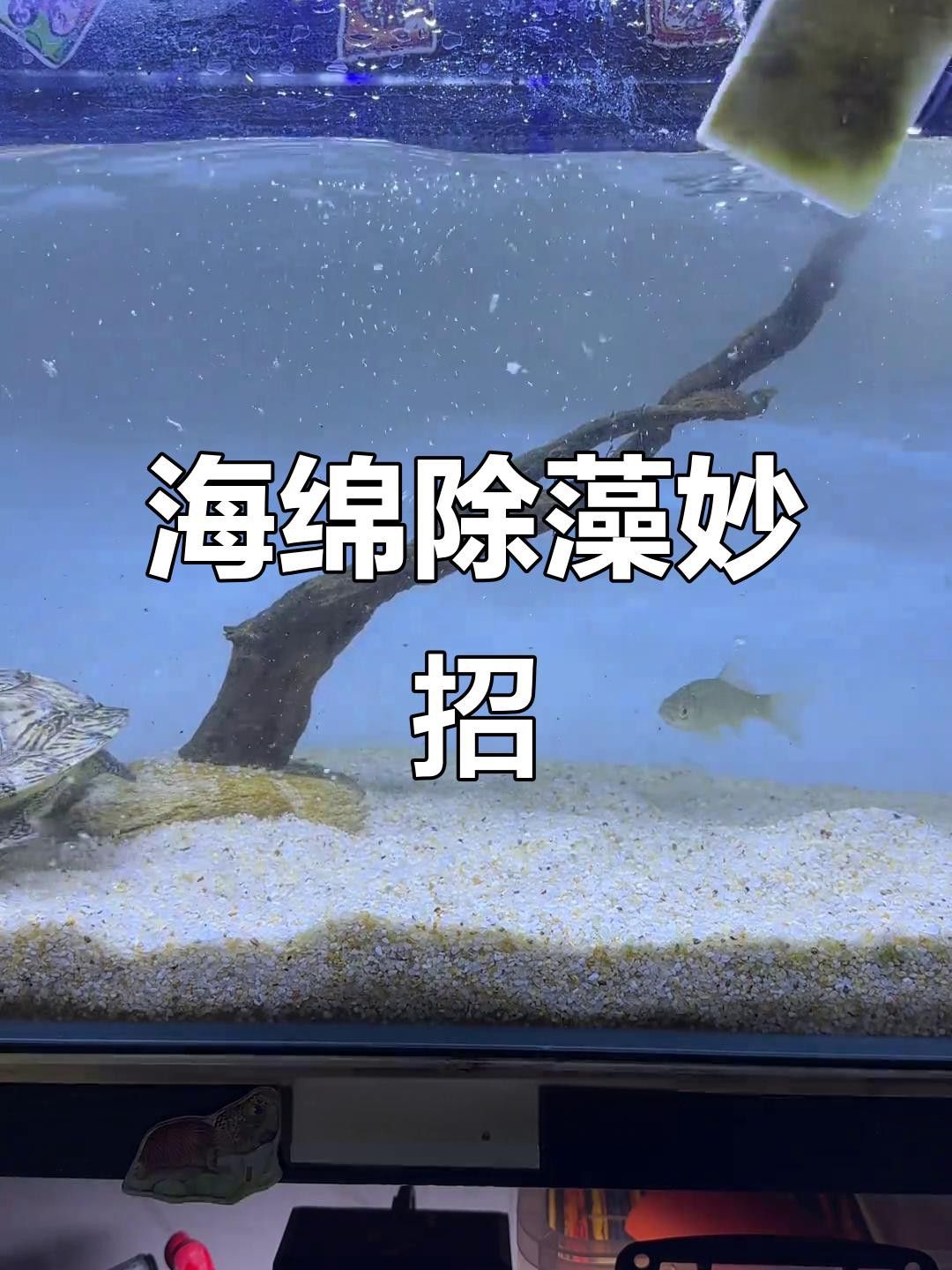 如何安全地給龍龜清潔？