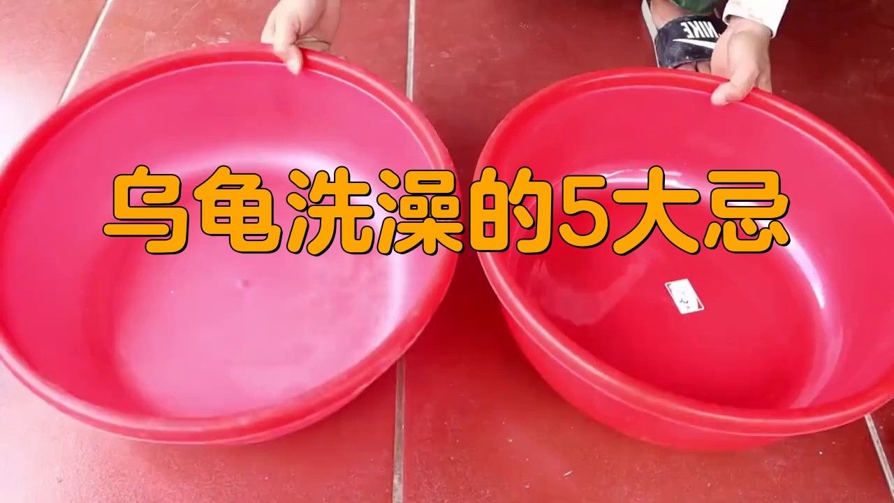 如何安全地給龍龜清潔？