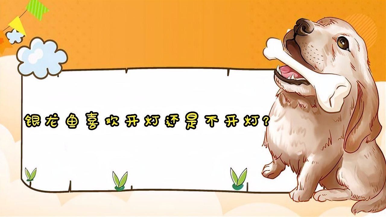 銀龍魚用開燈嗎怎么養的