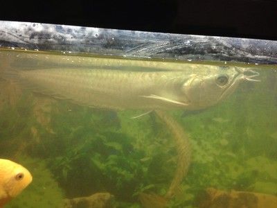 銀龍魚背部發黑怎么回事（銀龍魚背部發黑可能由多種因素引起，）