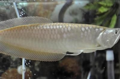 銀龍魚背部發黑怎么回事（銀龍魚背部發黑可能由多種因素引起，）