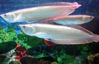 銀龍魚背部發黑怎么回事（銀龍魚背部發黑可能由多種因素引起，）