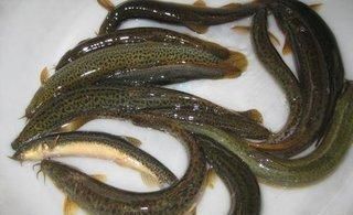 龍魚的藥用功效和作用是什么：喂龍魚泥鰍怎么處理