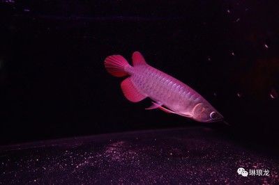 金龍魚長大后最怕三個東西（金龍魚在成長過程中最怕遇到的三個東西）