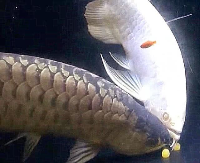 金龍魚長大后最怕三個東西（金龍魚在成長過程中最怕遇到的三個東西）