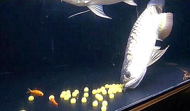 金龍魚長大后最怕三個東西（金龍魚在成長過程中最怕遇到的三個東西）