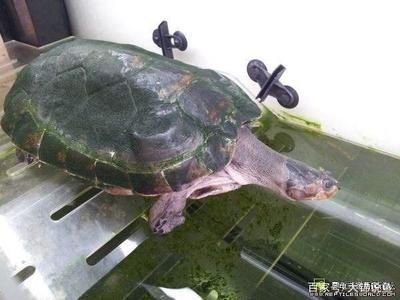 黃頭龜跟龍魚可以混養嗎：黃頭龜和龍魚可以混養嗎