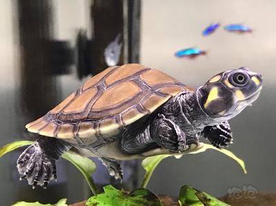 黃頭龜跟龍魚可以混養嗎：黃頭龜和龍魚可以混養嗎