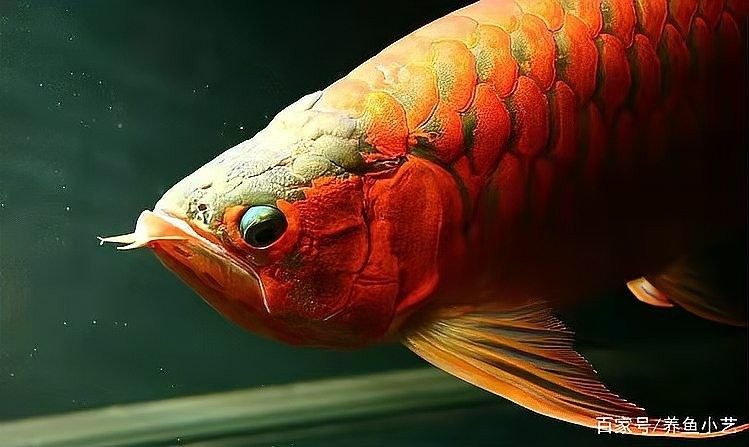 龍魚眼睛下斜什么問題