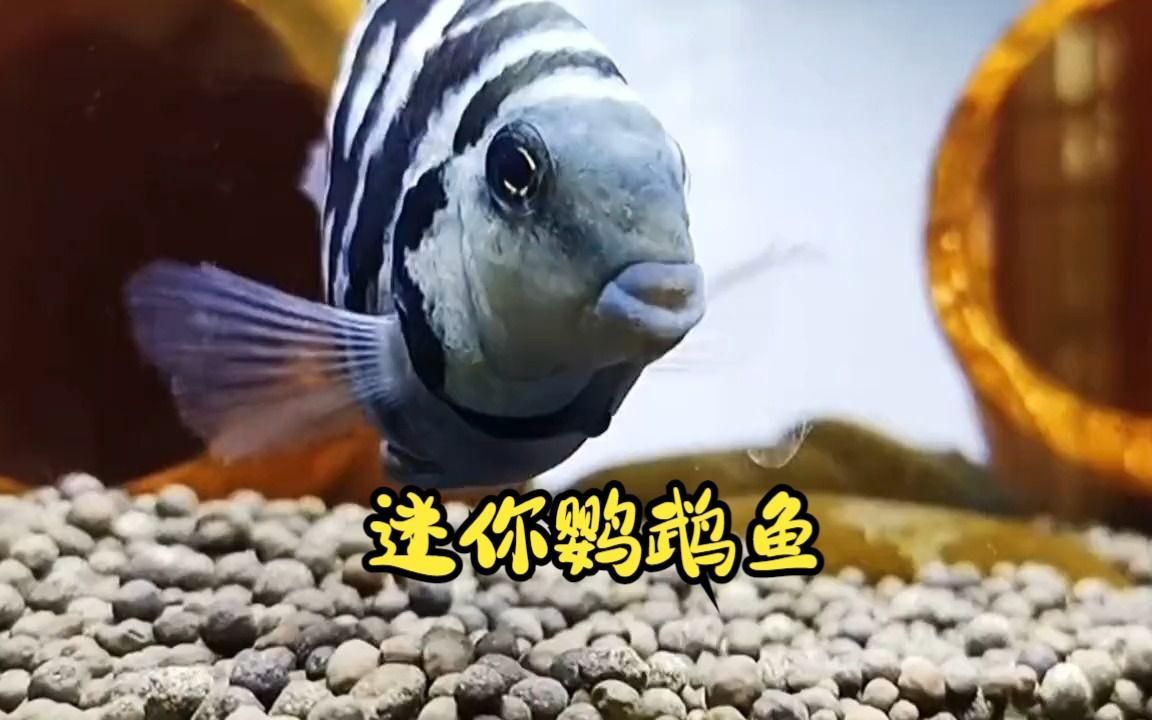 迷你鸚鵡魚