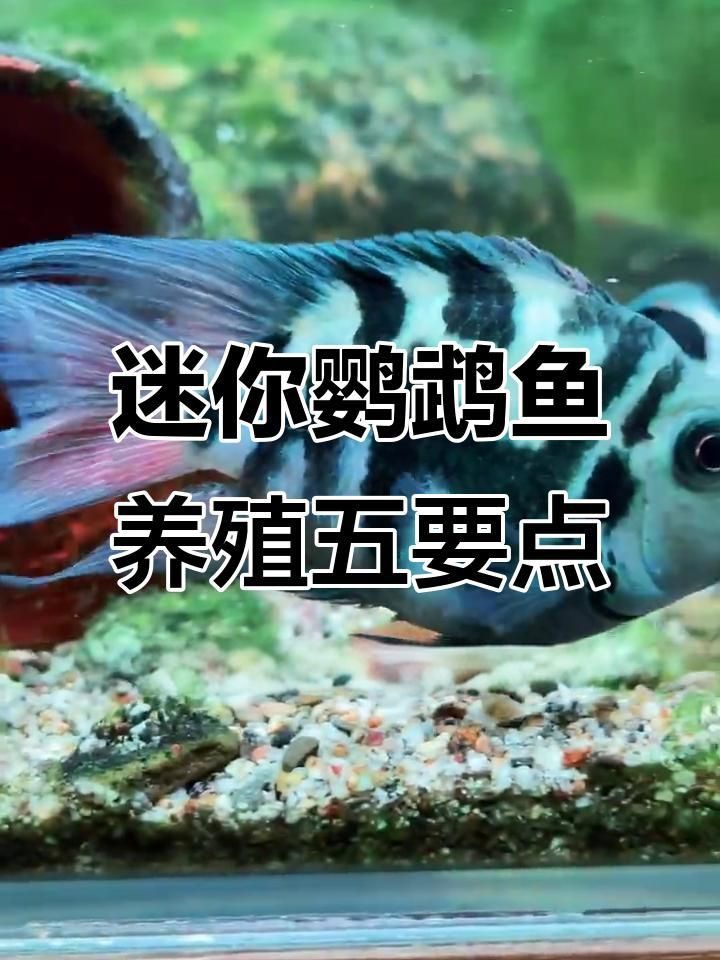 迷你鸚鵡魚