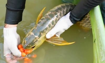 金龍魚(yú)喂蝦：金龍魚(yú)喂蝦注意事項(xiàng)