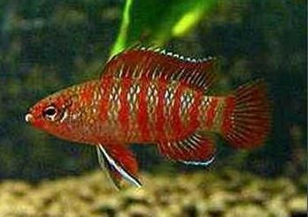 火焰變色龍魚吃什么飼料長得快些