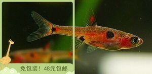 火焰變色龍魚吃什么飼料長得快些