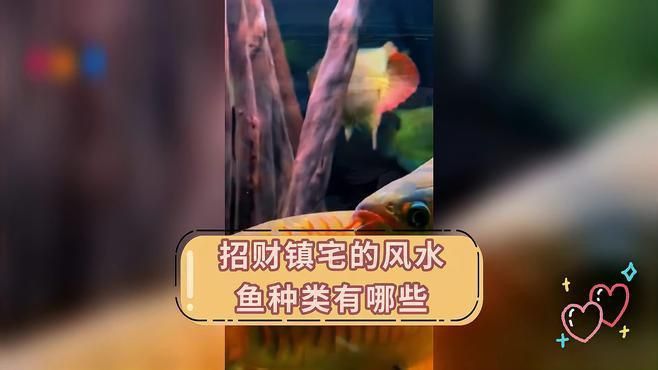 如何選擇適合的風水魚品種？