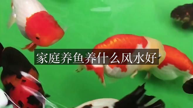 如何選擇適合的風水魚品種？