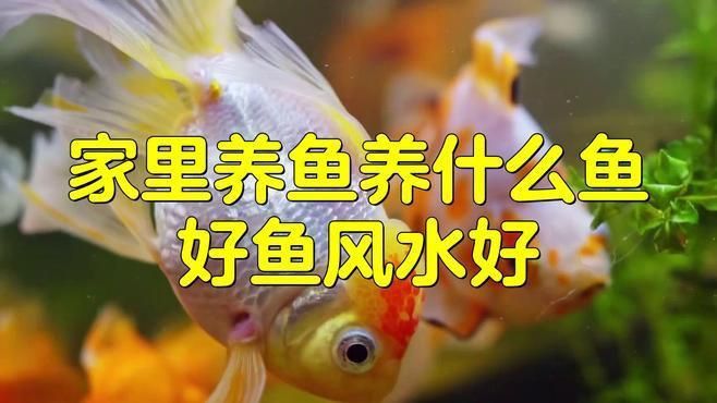 如何選擇適合的風水魚品種？