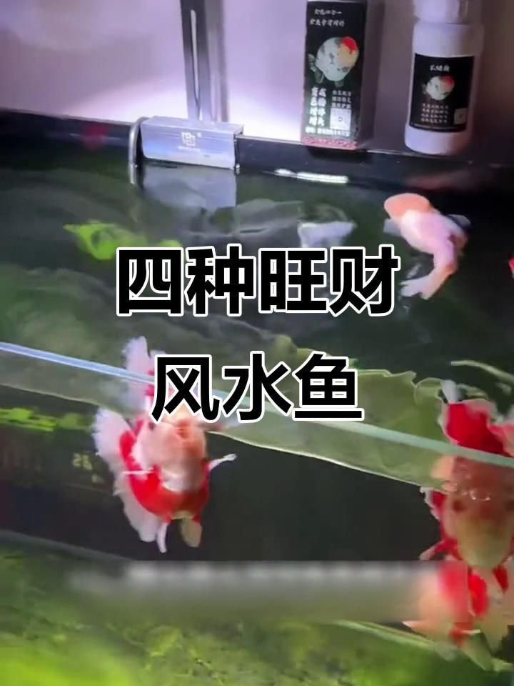 如何選擇適合的風水魚品種？