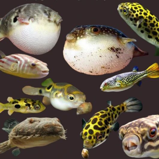 金錢狗頭魚百科