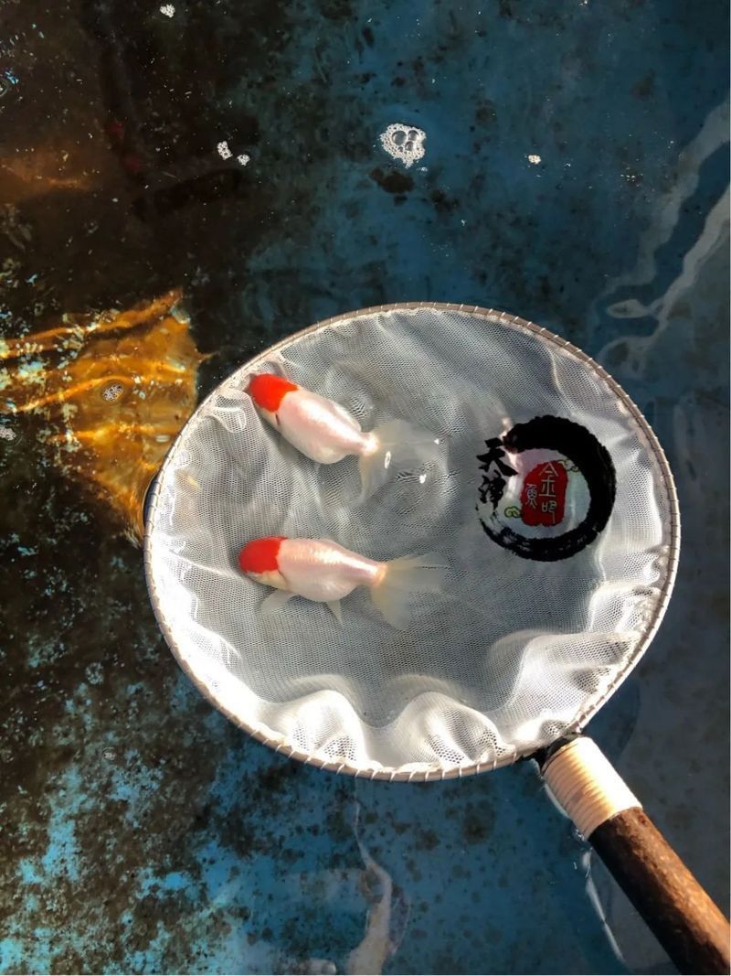 雷龍魚得腸炎的表現