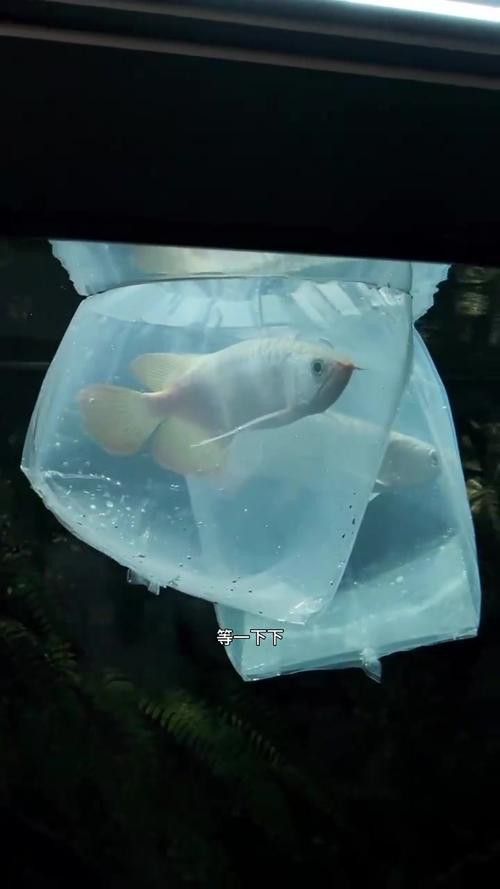 金龍銀龍魚圖片高清