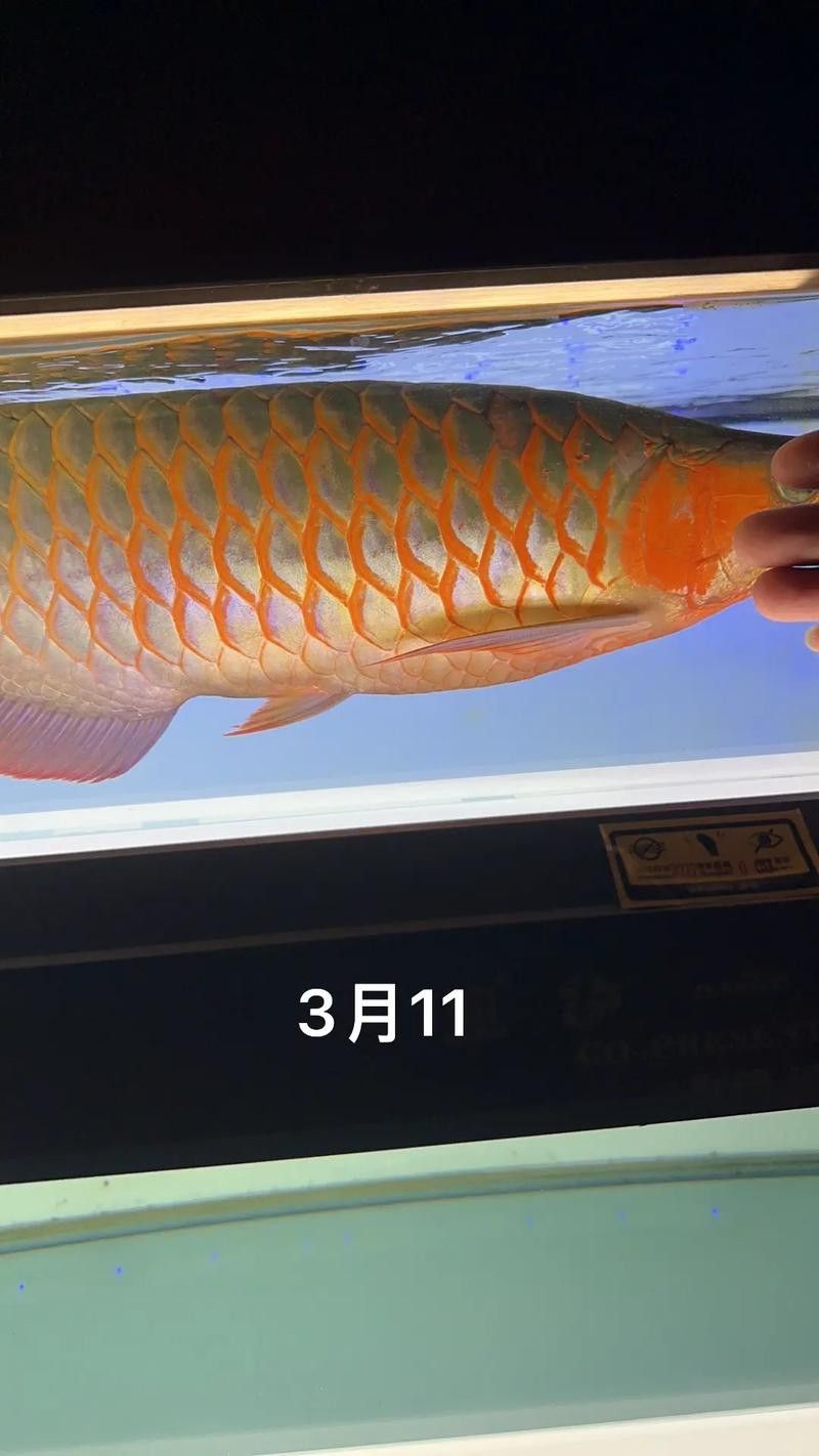 金龍銀龍魚圖片高清