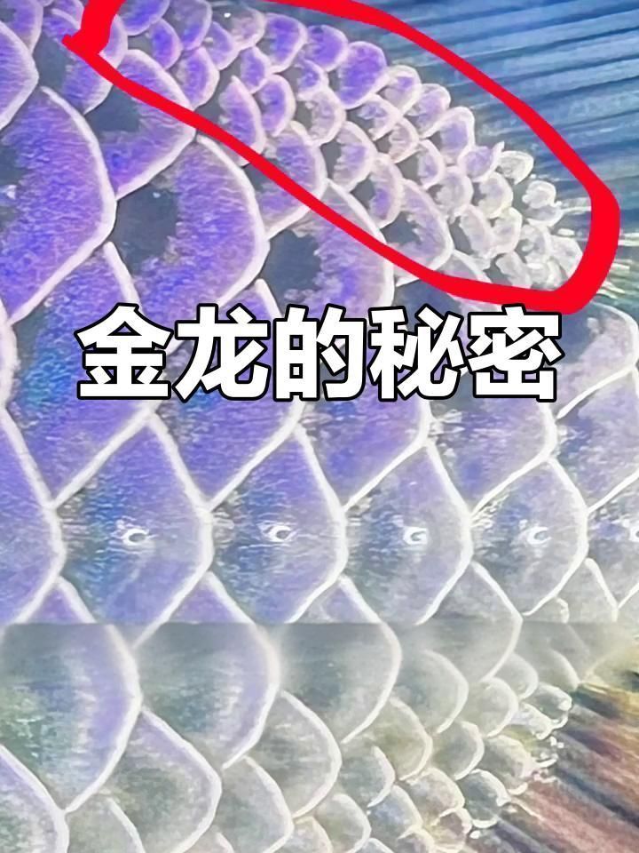 紅龍魚苗多少錢一只：紅龍魚苗多少錢一只紅龍魚苗多少錢一只