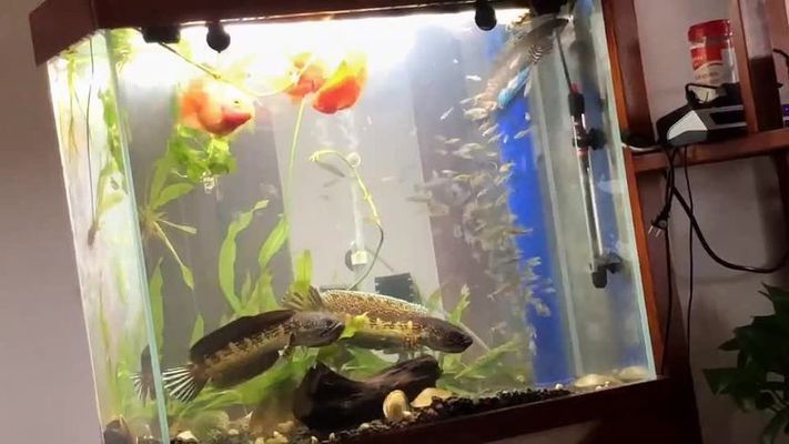 黃金眼鏡蛇雷龍魚怎么配對（黃金眼鏡蛇雷龍魚怎么配對雷龍魚配對成功率提升方法）