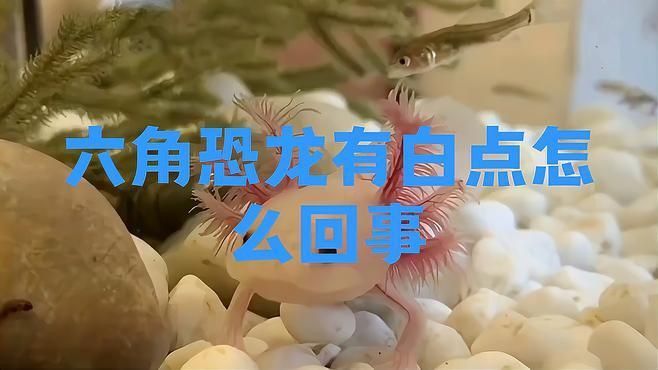 六角恐龍有白斑要警惕