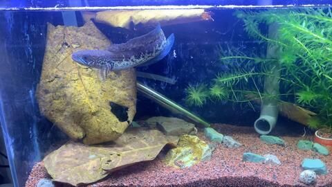 裸缸養黃金眼鏡蛇雷龍魚（裸缸養黃金眼鏡蛇雷龍魚的飼養需要注意以下幾點）