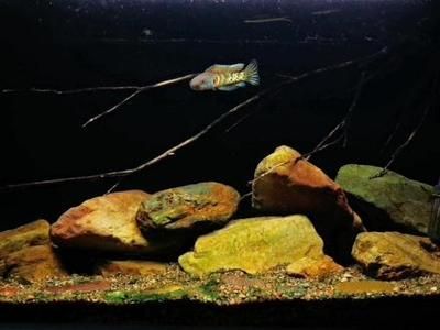 裸缸養黃金眼鏡蛇雷龍魚（裸缸養黃金眼鏡蛇雷龍魚的飼養需要注意以下幾點）