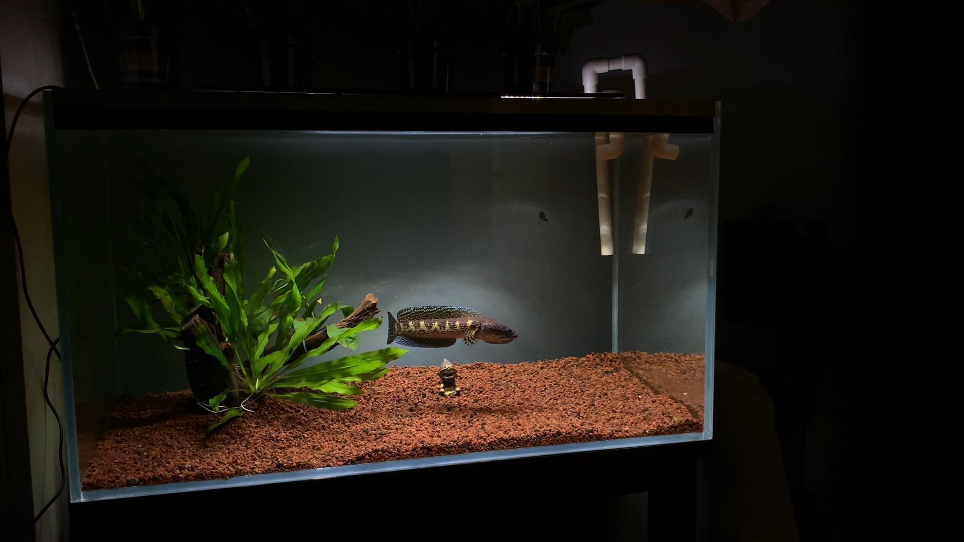 裸缸養黃金眼鏡蛇雷龍魚（裸缸養黃金眼鏡蛇雷龍魚的飼養需要注意以下幾點）