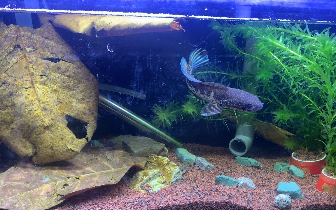 裸缸養黃金眼鏡蛇雷龍魚（裸缸養黃金眼鏡蛇雷龍魚的飼養需要注意以下幾點）