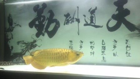 龍魚咬嘴抖頭：龍魚出現(xiàn)咬嘴和抖頭的癥狀可能是由多種原因引起的