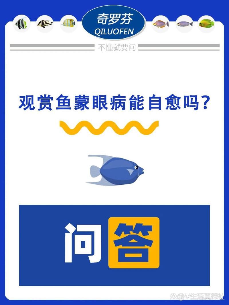 雷龍魚蒙眼能自愈嗎？