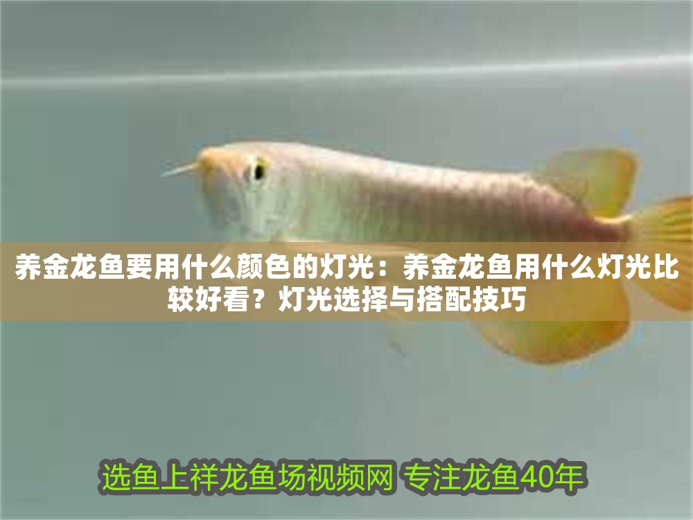 養(yǎng)金龍魚要用什么顏色的燈光：養(yǎng)金龍魚用什么燈光比較好看？燈光選擇與搭配技巧