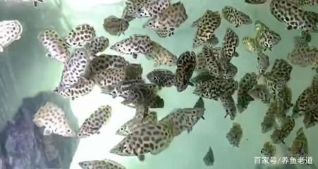 跟龍魚差不多的觀賞魚品種（恐龍魚和雷龍魚是一樣的嗎？）