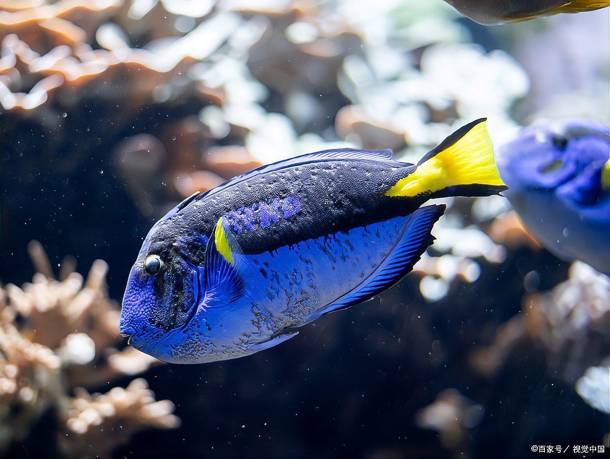 金龍魚鱗片發白可以加黃粉嗎