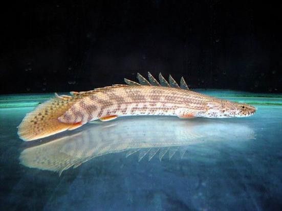 虎斑恐龍魚水溫多少合適喂食呢圖片