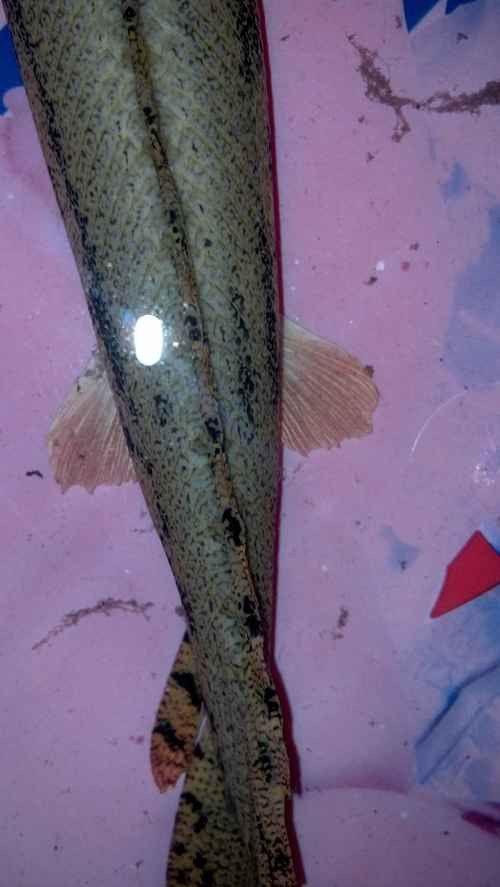 虎斑恐龍魚水溫多少合適喂食呢圖片