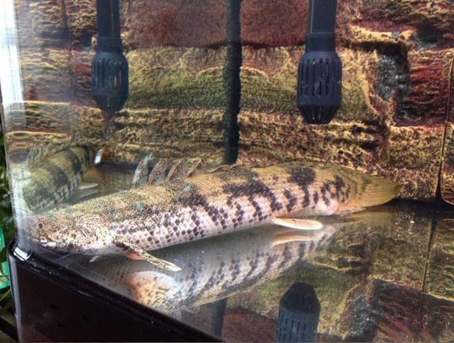 虎斑恐龍魚水溫多少合適喂食呢圖片