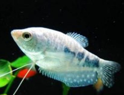 龍魚身上有白色線蟲：龍魚身上出現白色線蟲可能是寄生蟲或疾病引起的，如何預防